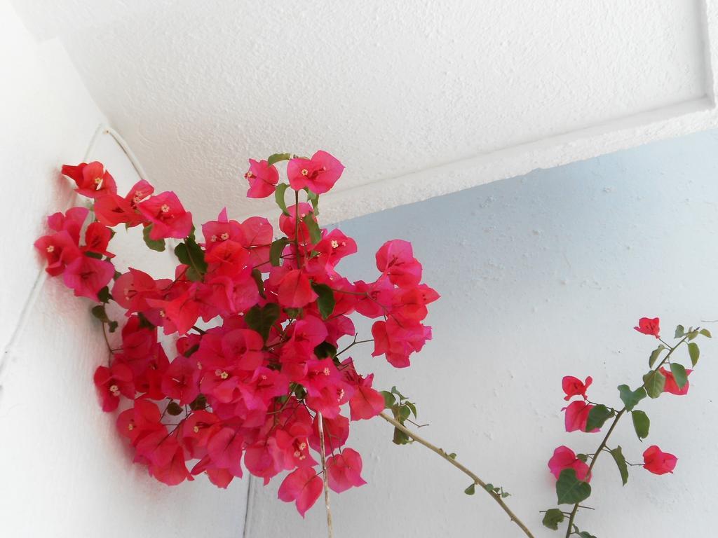 Aggela Guesthouse Skopelos Eksteriør billede