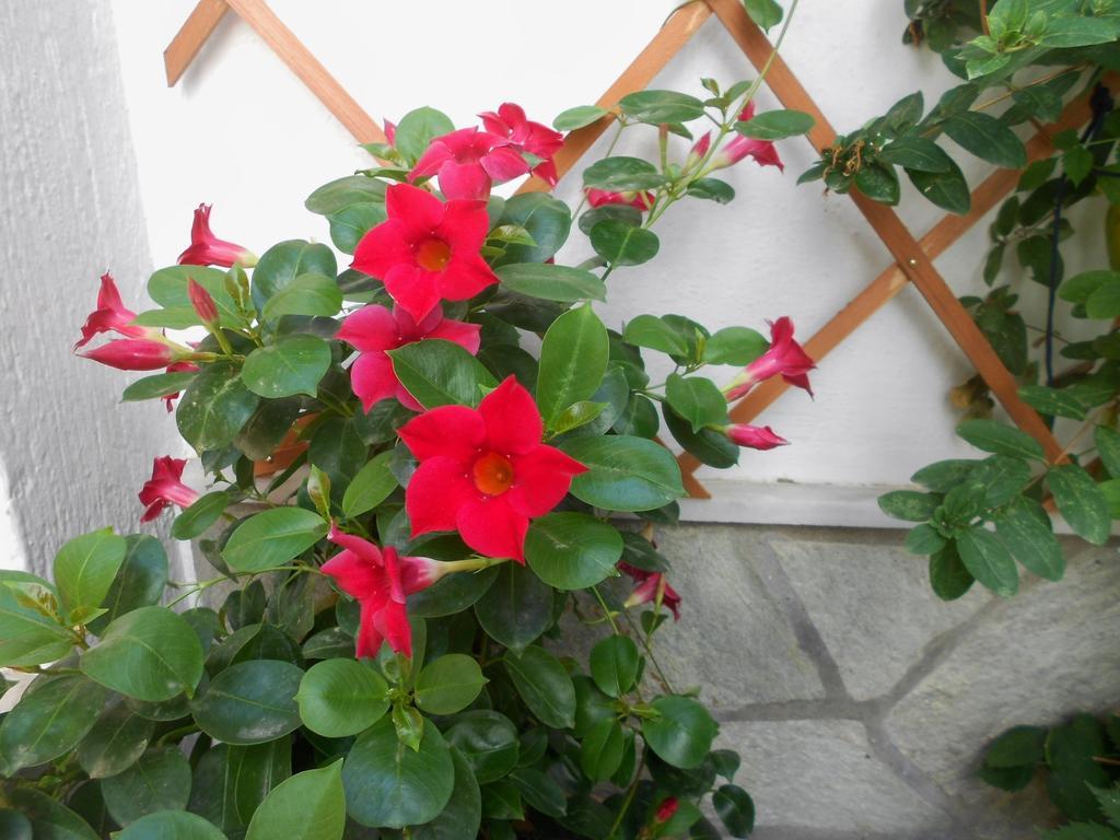 Aggela Guesthouse Skopelos Eksteriør billede
